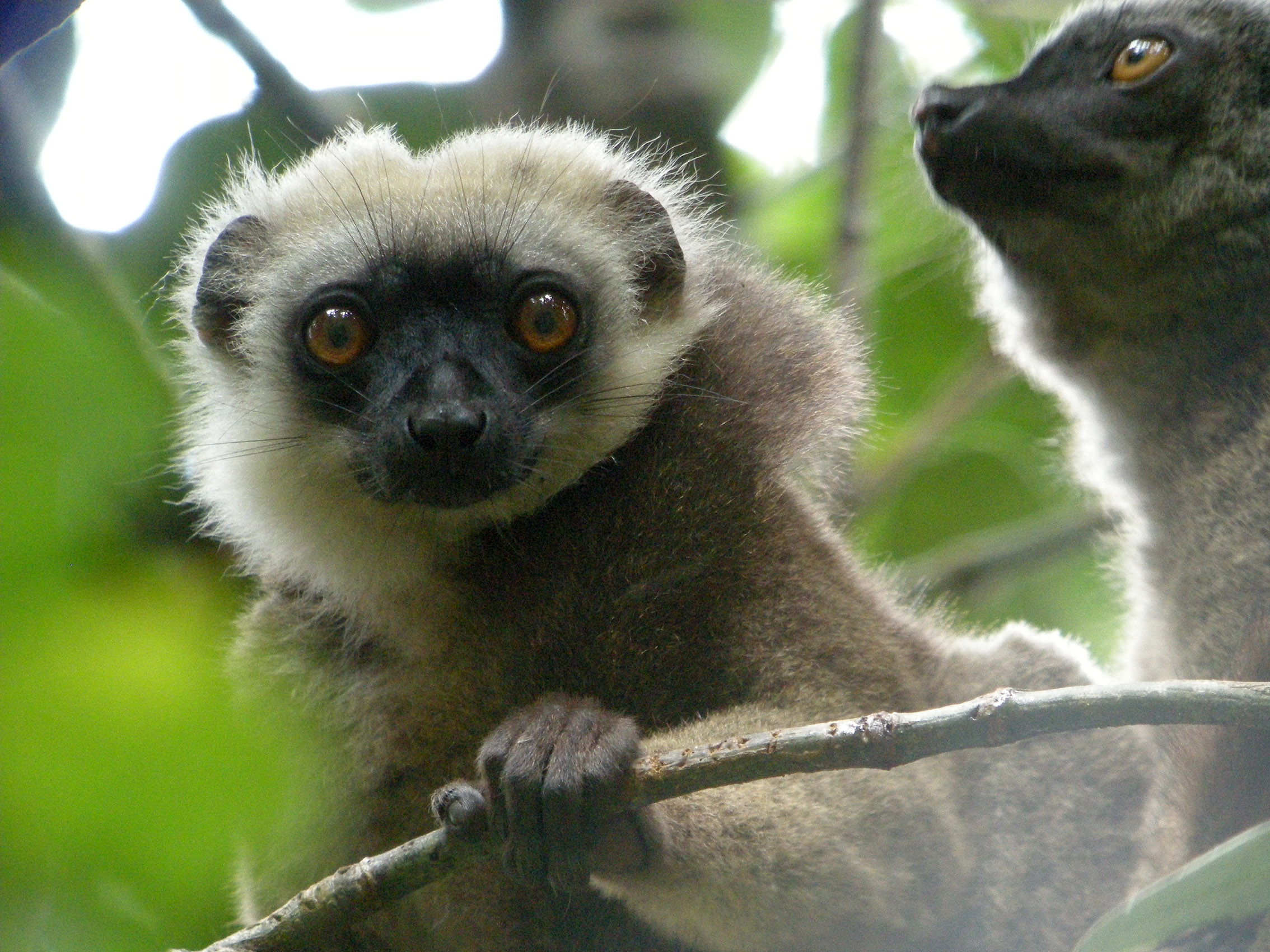 На каком острове обитают лемуры. Eulemur cinereiceps. Лемуры 1864. Лемур серьезный. Примитивные лемуры.