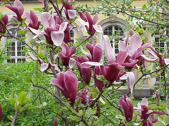 File:Magnolia liliiflora2.jpg