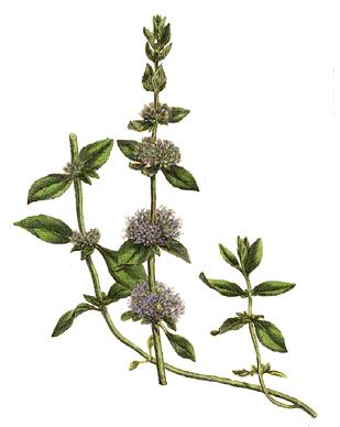 File:Mentha pulegium.jpg