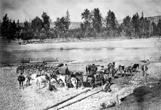 File:Mule Train at Quesnel River (cropped).gif