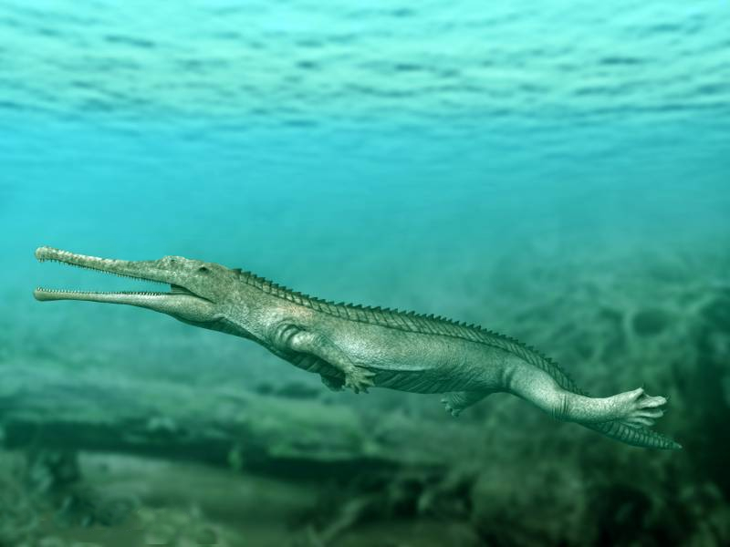 File:Mystriosuchus planirostris NT.jpg