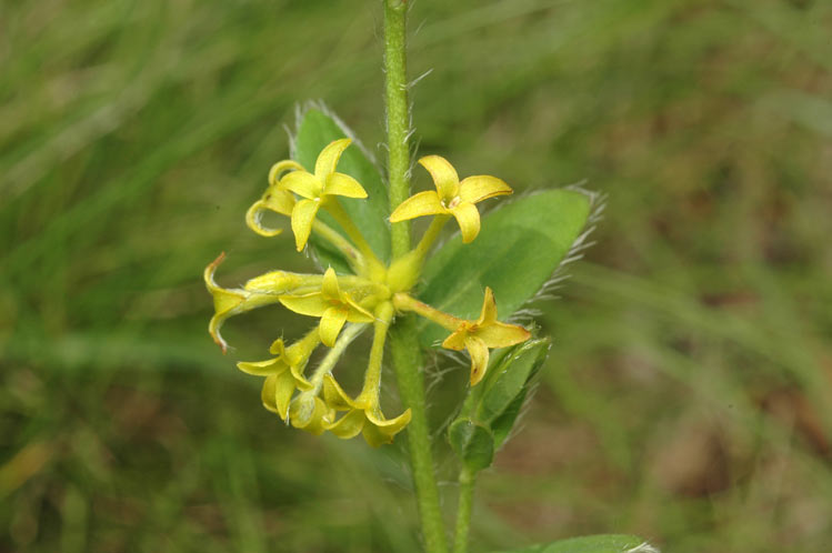 File:Pimelea curviflora var. acuta.jpg