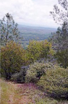 <span class="mw-page-title-main">Pine Hill Ecological Reserve</span> California nature reserve