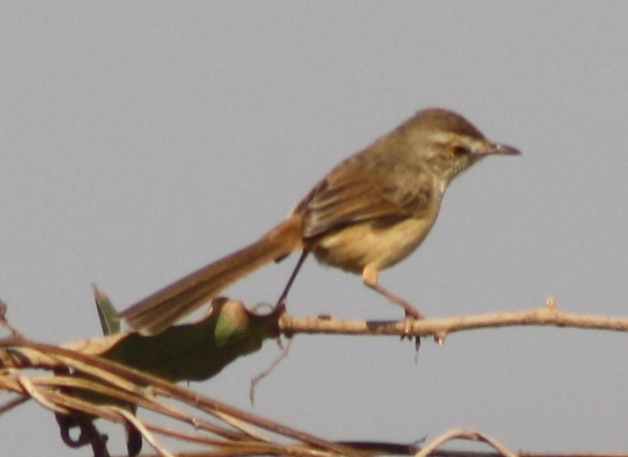 File:Plain Prinia (Prinia inornata) IMG 6716 (1).JPG