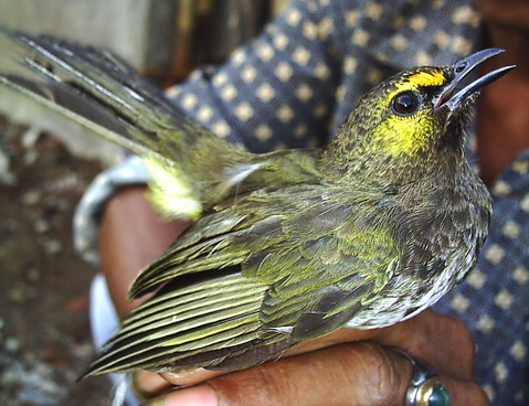 Jenis Burung  Cucak Asli indonesia Batu Akik Agate