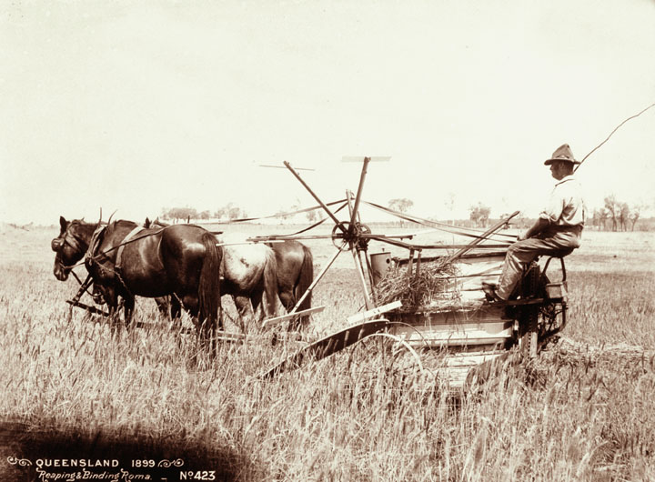 File:Queensland State Archives 5188 Reaping and Binding Roma 1899.png