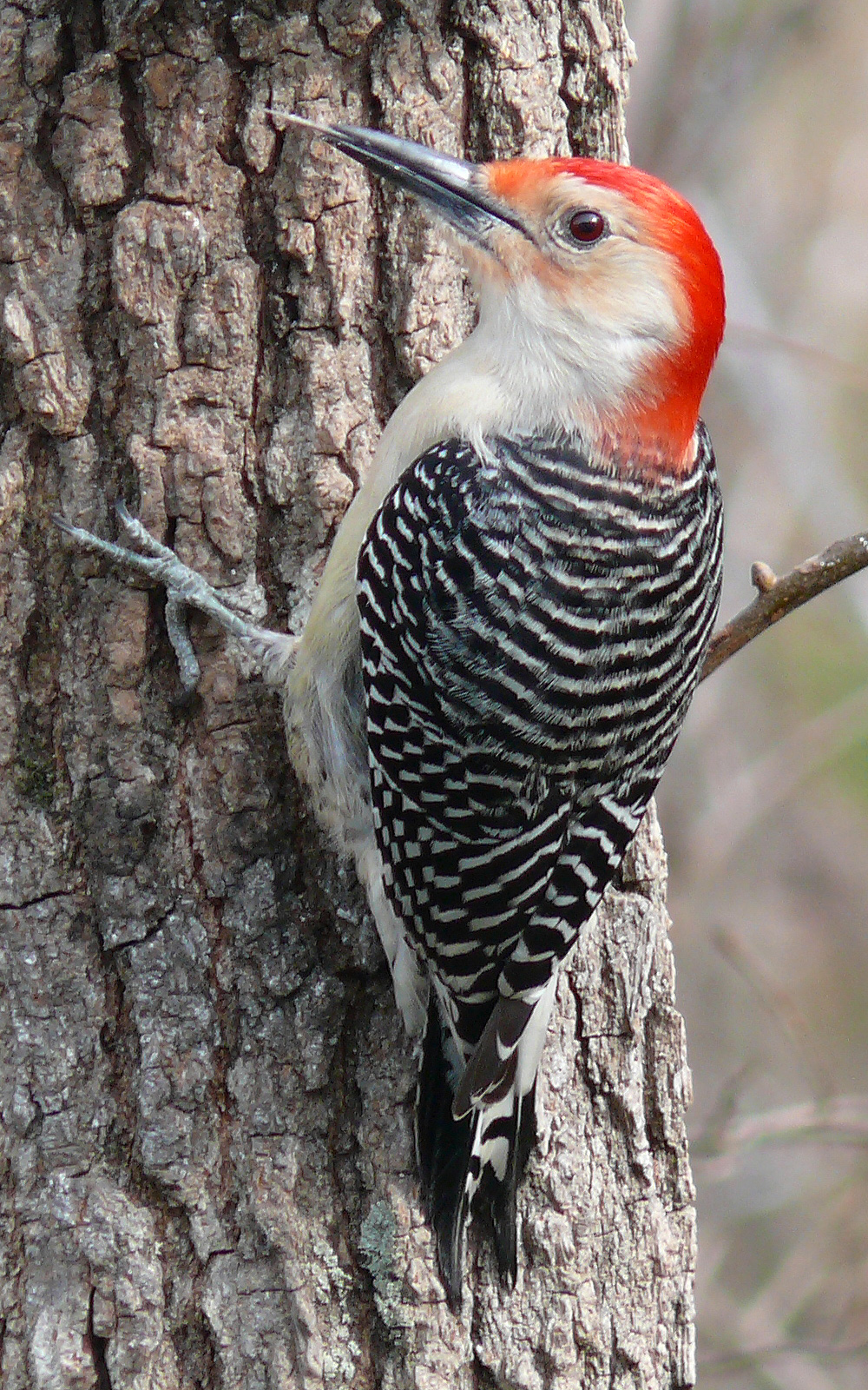 Bird with Red Head Woodpecker