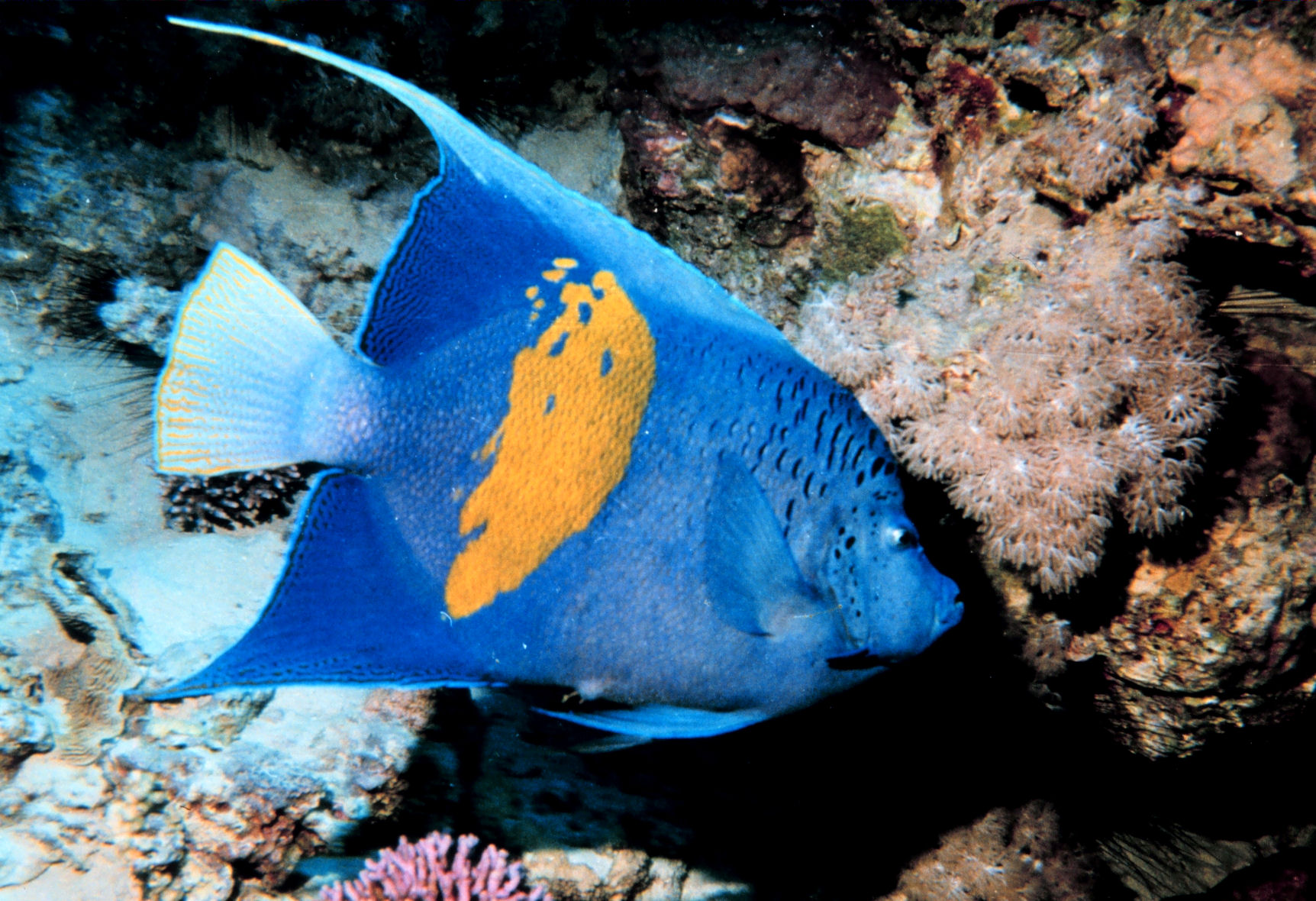 Разновидности морских. Pomacanthus maculosus. Желтополосый помакант. Желтополосая рыба ангел. Ангел полумесяц рыба.