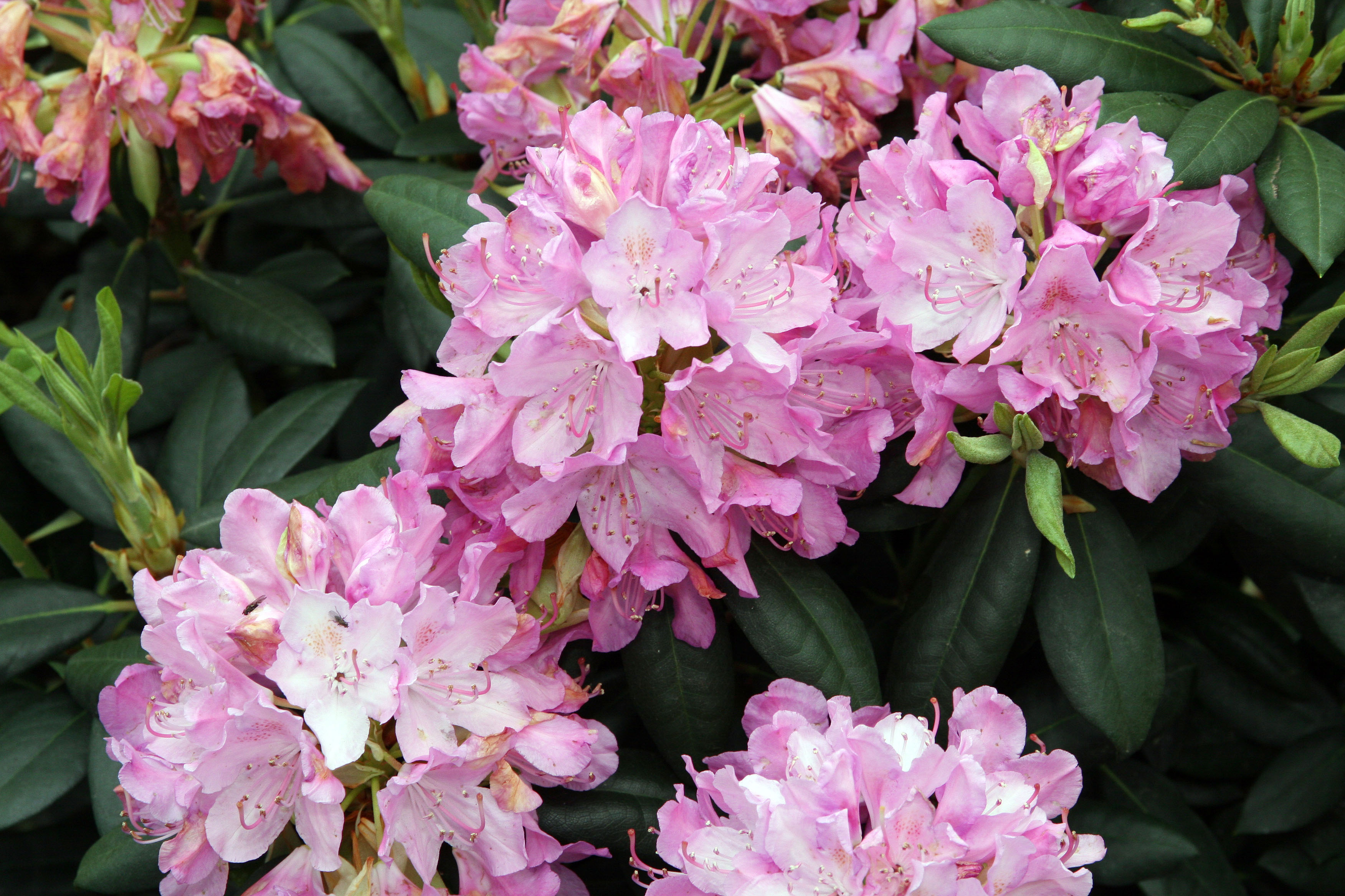 Rhododendron 'Roseum Elegans' - Stock Image - B834/2876 - Science Photo  Library