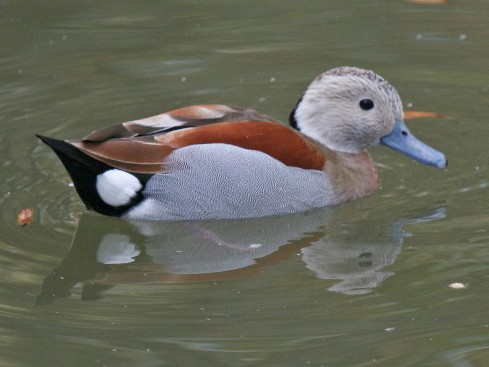 ringed teal, scientific name Callonetta leucophrys