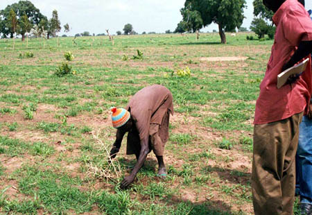 File:Senegal reforestation.jpg