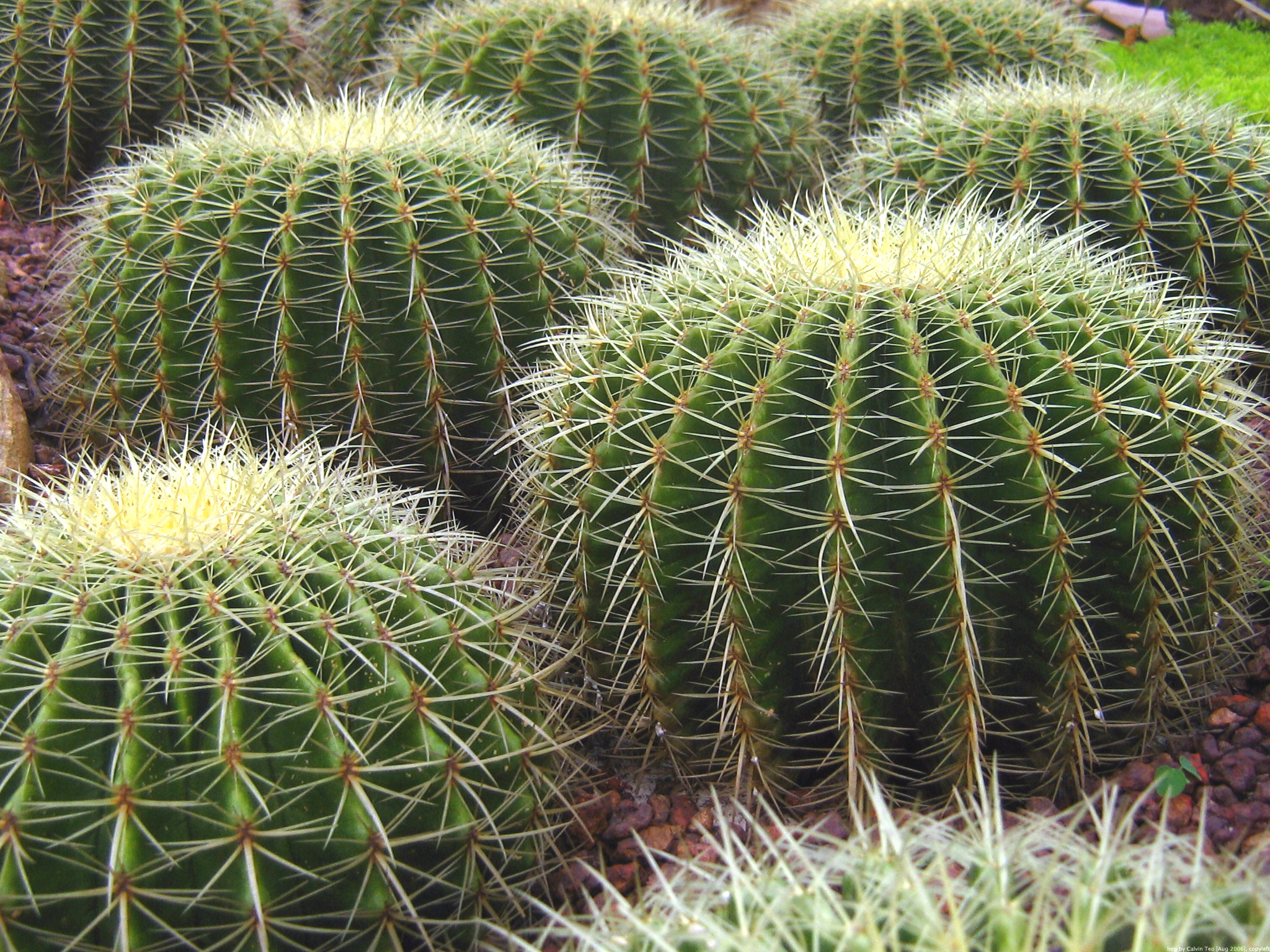 File Singapore Botanic Gardens Cactus Garden 2 jpg Wikipedia