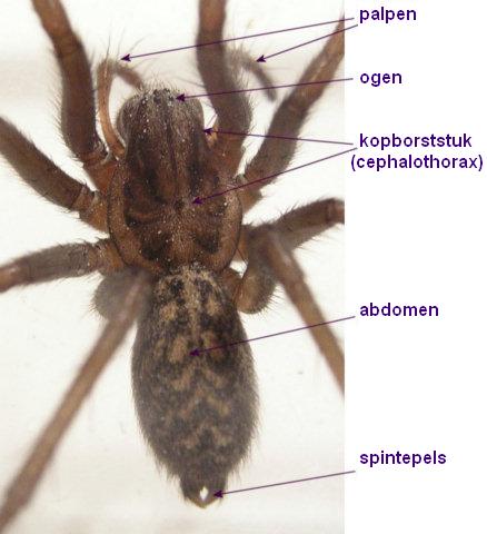 Spider anatomy - Wikipedia