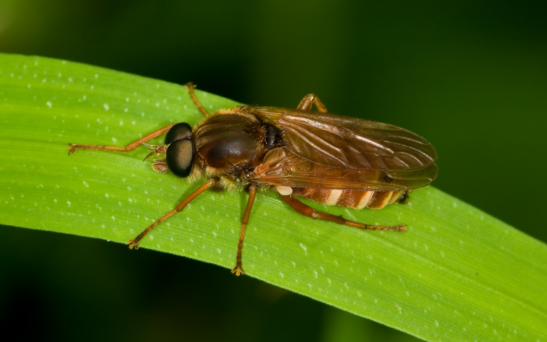 Stinkfliege Coenomyia ferruginea male.jpg