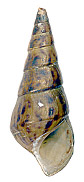 Sulcospira housei shell.png