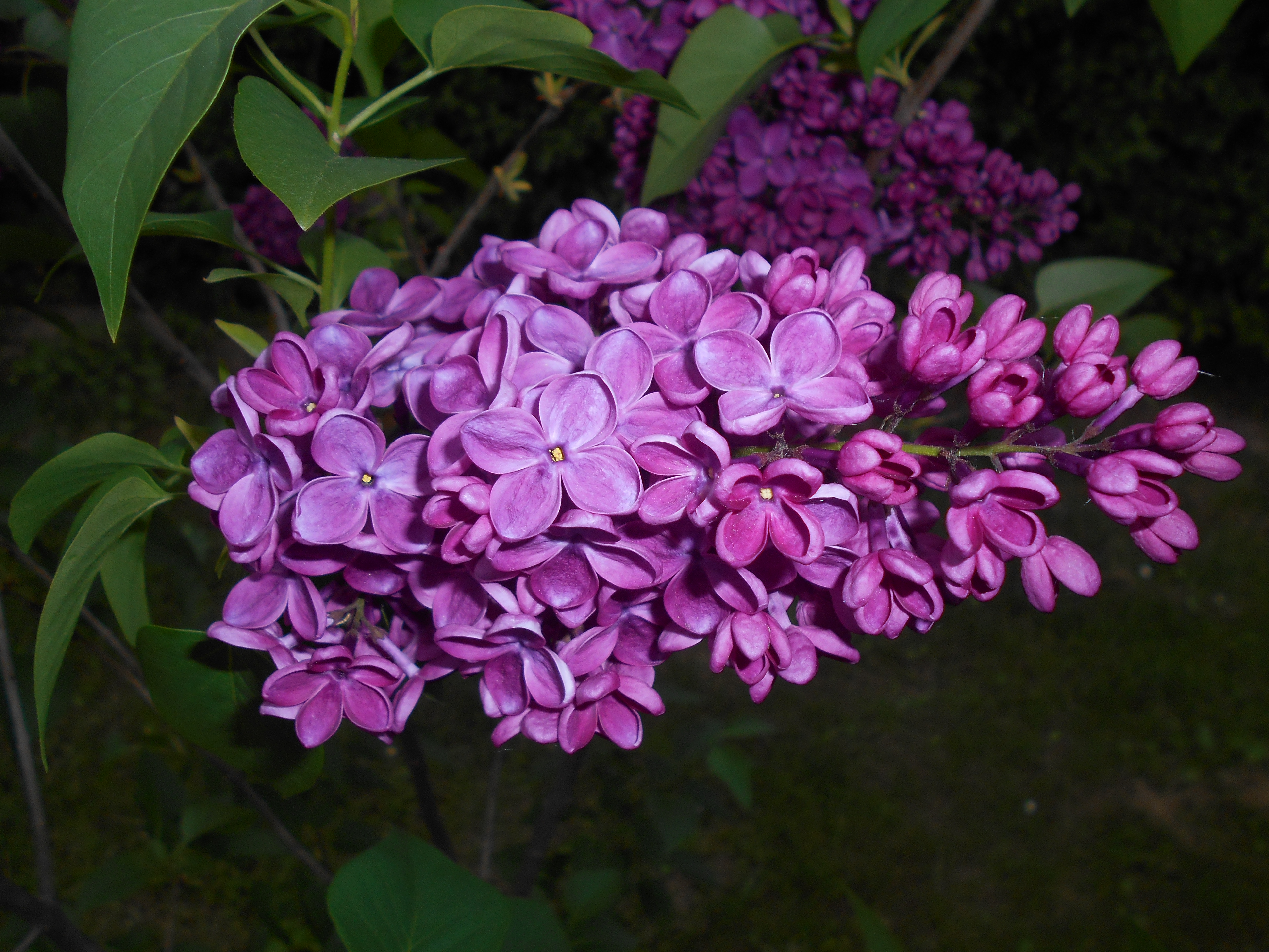 Syringa vulgaris Леонид Леонов