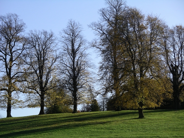 File:Tall trees, Wollaton Park - geograph.org.uk - 280857.jpg