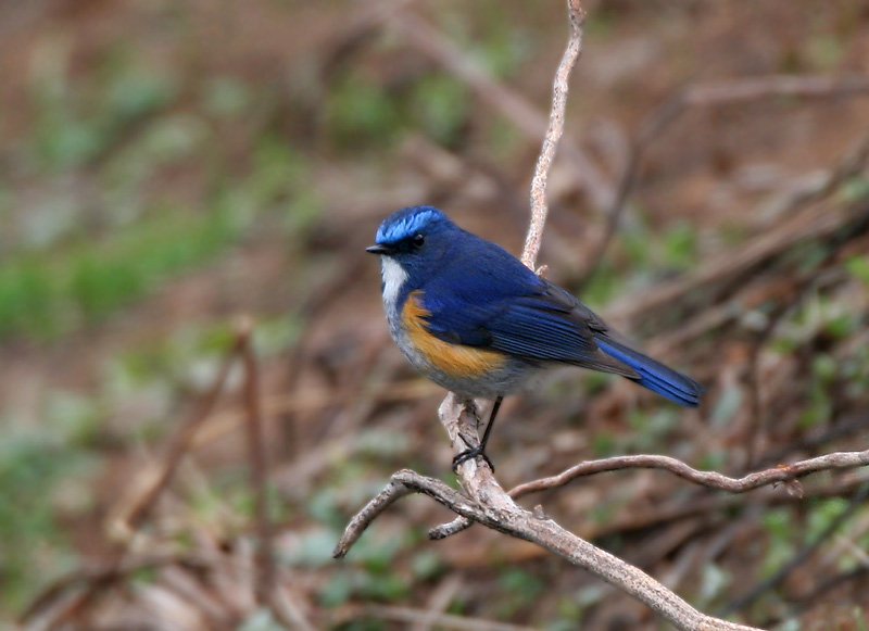 File:Tarsiger rufilatus (Male) I IMG 7244.jpg