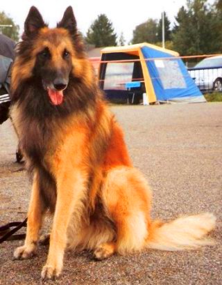 File:Tervuren Shepherd2.jpg