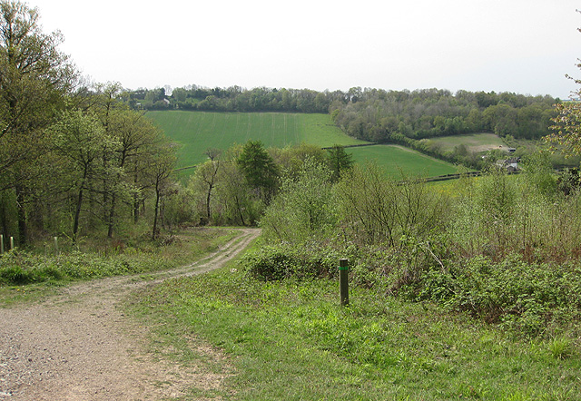 Track in Haugh Wood - geograph.org.uk - 1274339