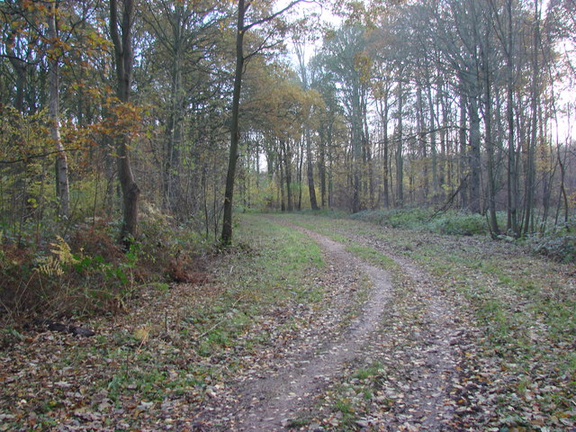 Track in West Hagg Plain Woods - geograph.org.uk - 281843