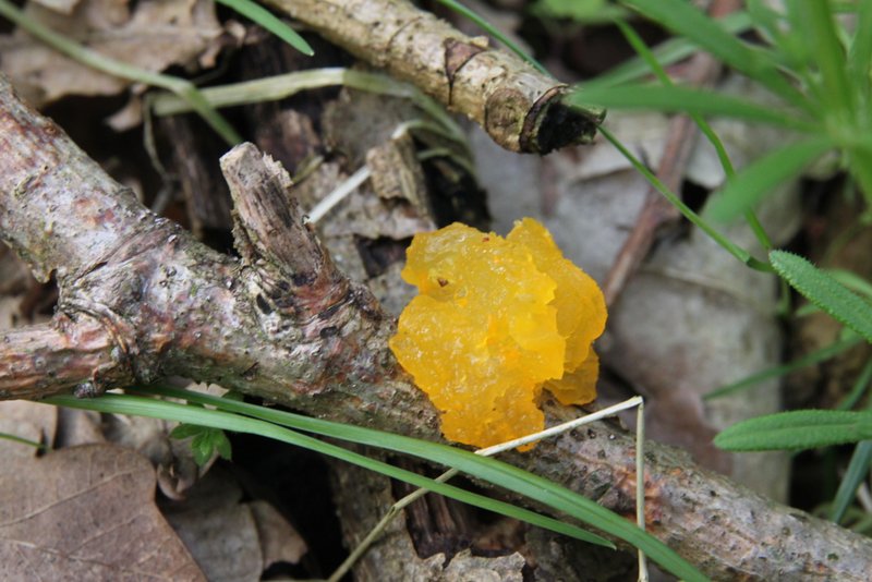 File:Tremella mesenterica, Yellow mushroom or fungus in the mallebos.jpg