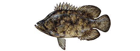 File:Tripletail.png - Wikipedia