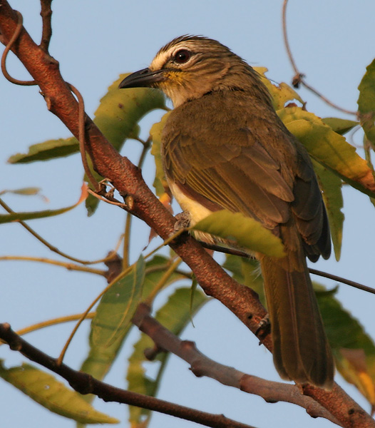 File:White-browed Bulbul (Pycnonotus luteolus) in Kawal WS, AP W IMG 1945.jpg