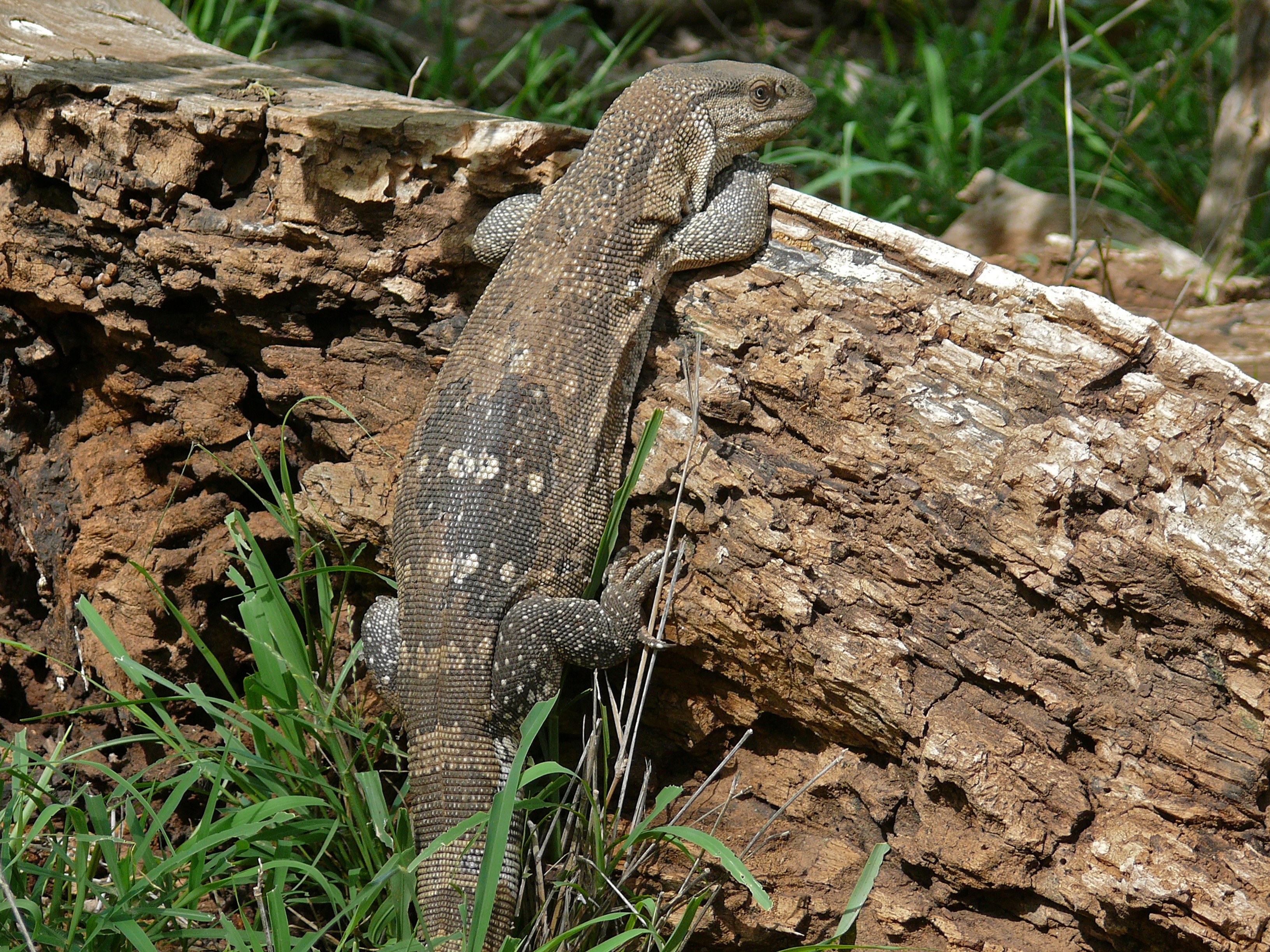 white throat monitor lizard