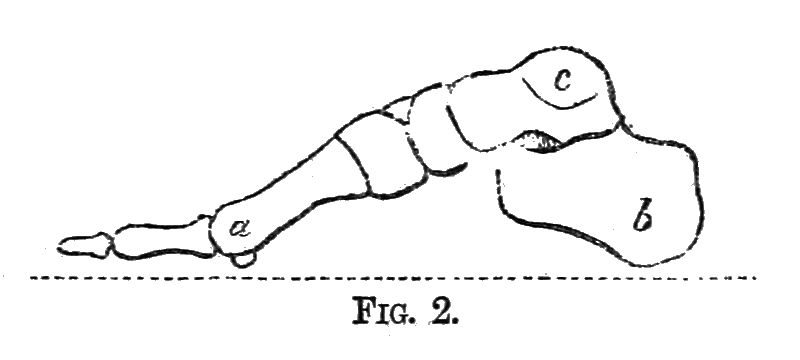 File:Why the Shoe Pinches 0023b.jpg