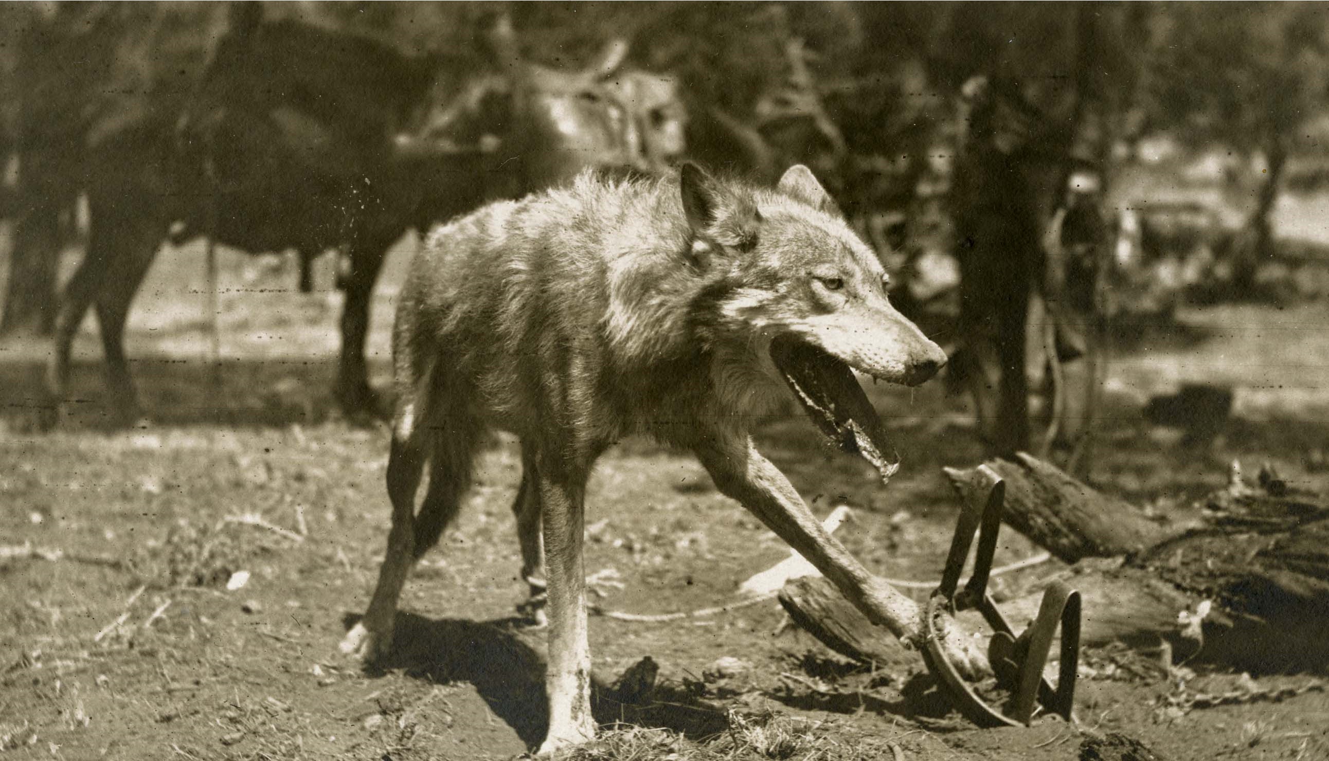 Piège à loup — Wikipédia