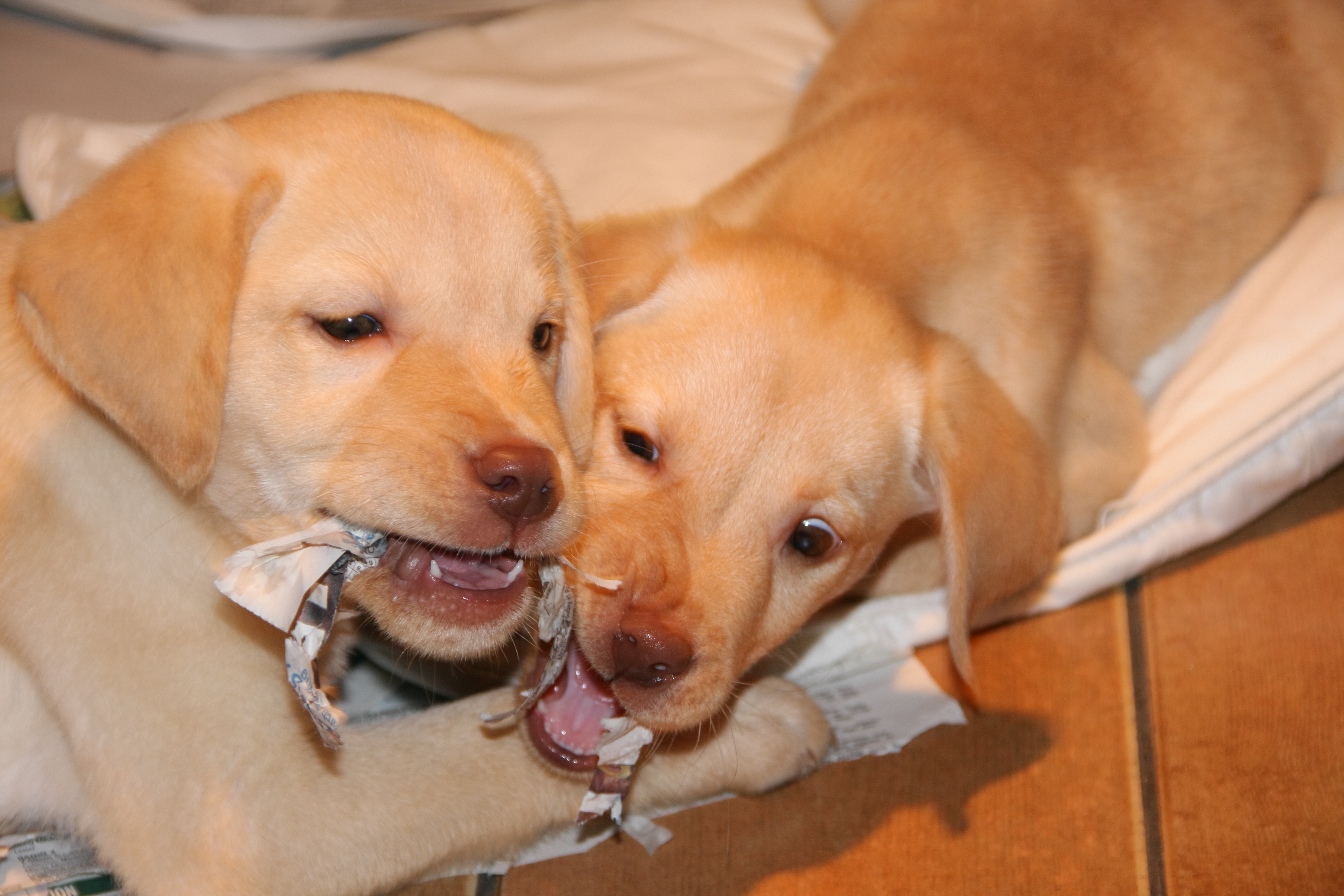 yellow lab puppies with pink noses