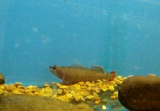 <span class="mw-page-title-main">Yellowcheek darter</span> Species of fish