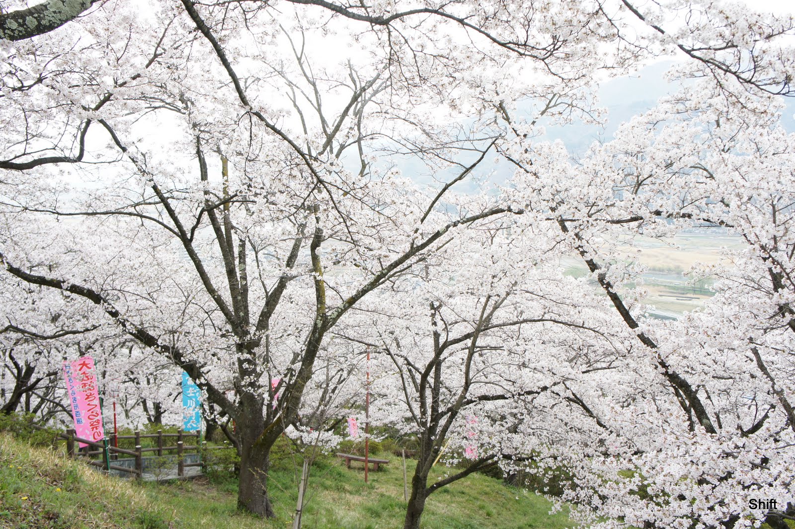 File 山梨県 大法師公園にて 一山 まるごと桜で埋めたような山でした 全山00本のサクラだそうです 頂上ではお Panoramio Jpg Wikimedia Commons