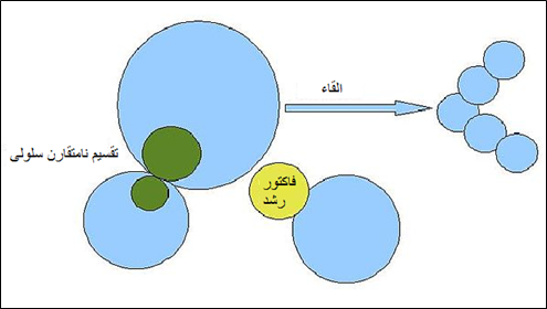 مکانیسم تمایز سلولی