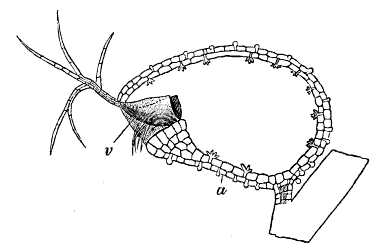 File:タヌキモの捕虫嚢.png