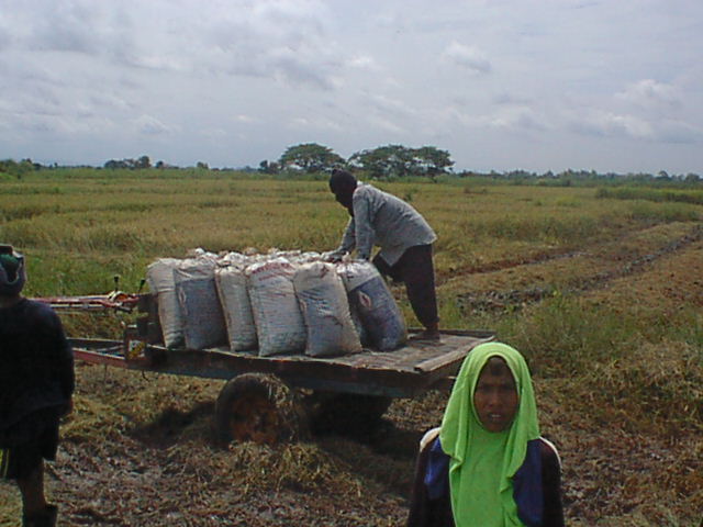 File:09 Loading Rice in Ban Sam Ruen.JPG