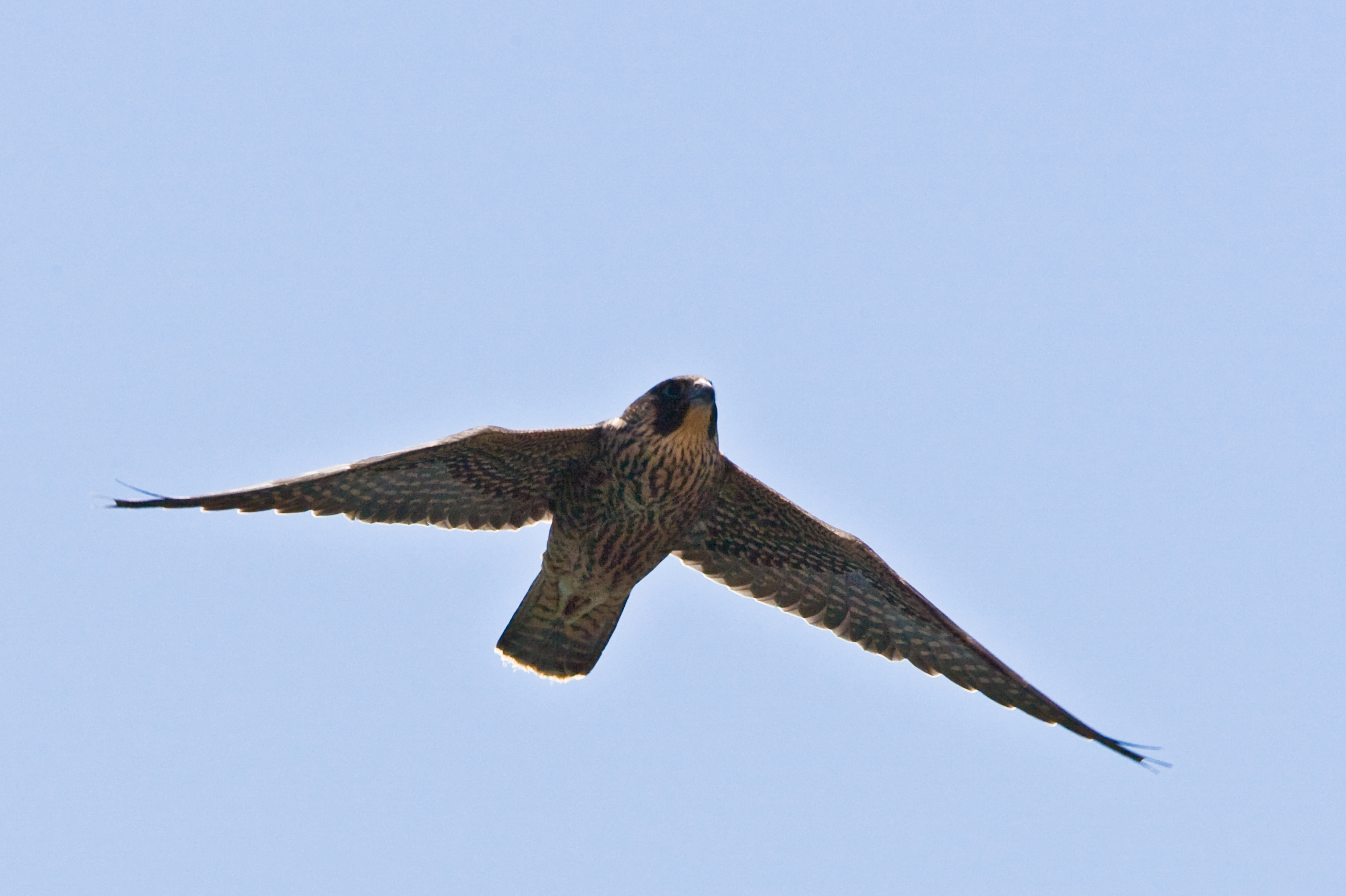 Peregrine flight