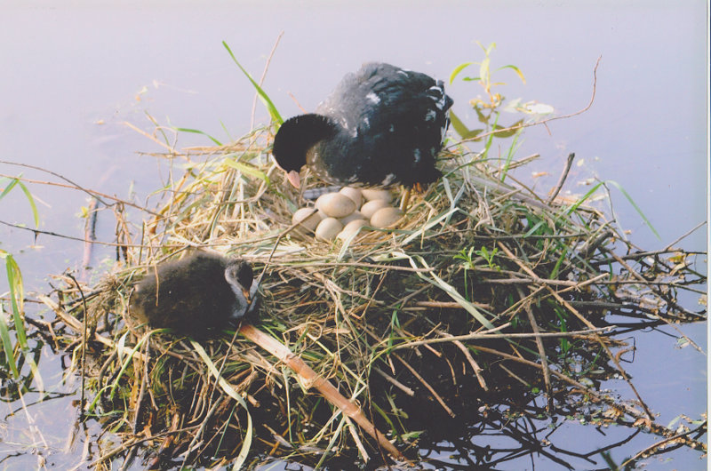 File:A coot with young coot and lot of eggs.jpg