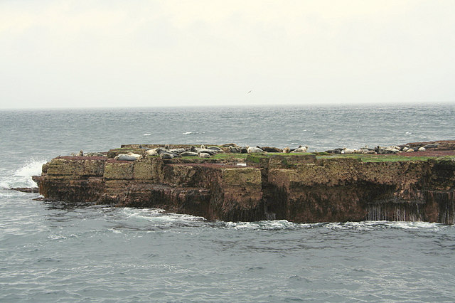 File:A seal colony at rest on the skerry off Noup Head. - geograph.org.uk - 530252.jpg