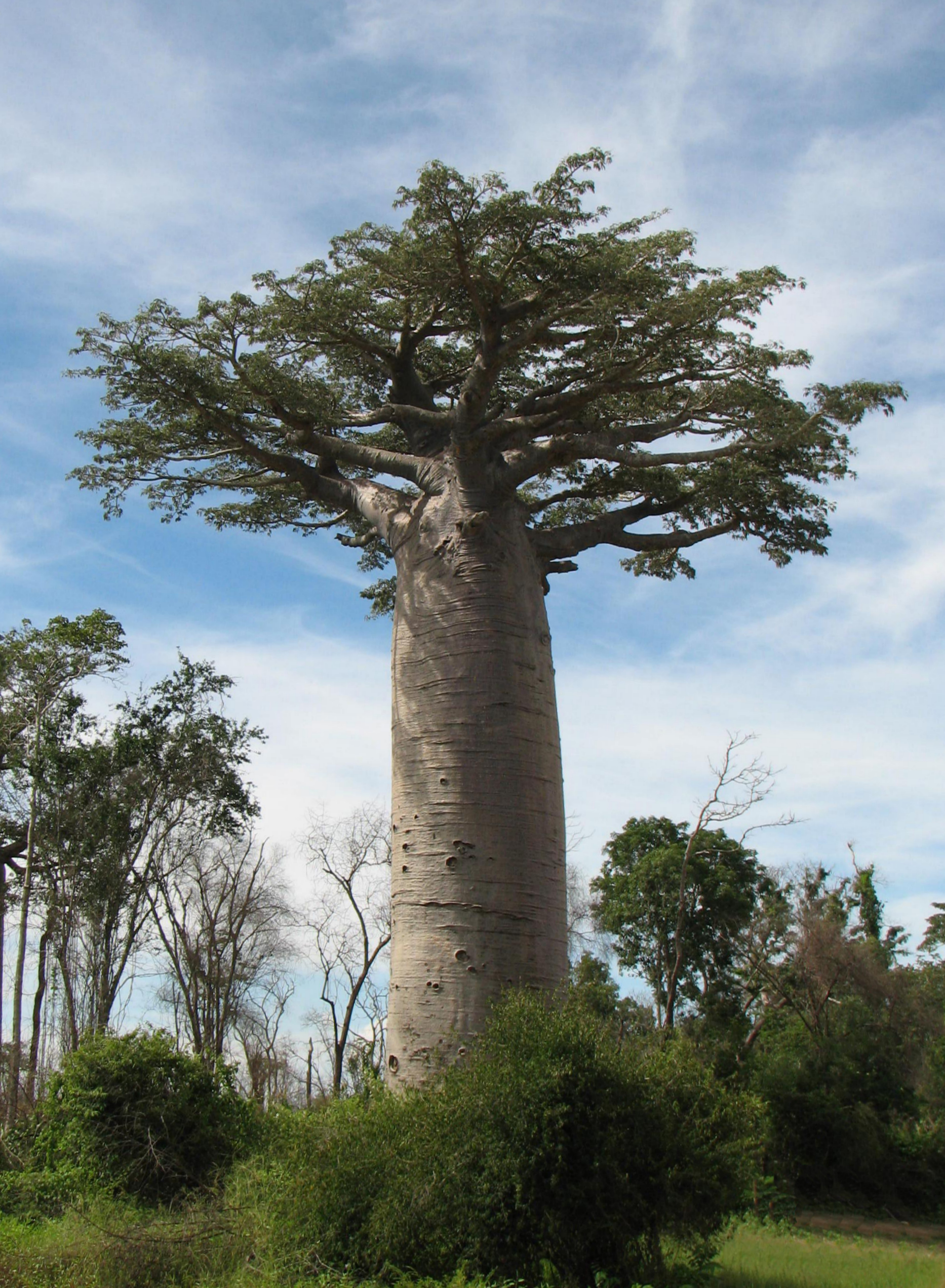 adansonia grandidieri