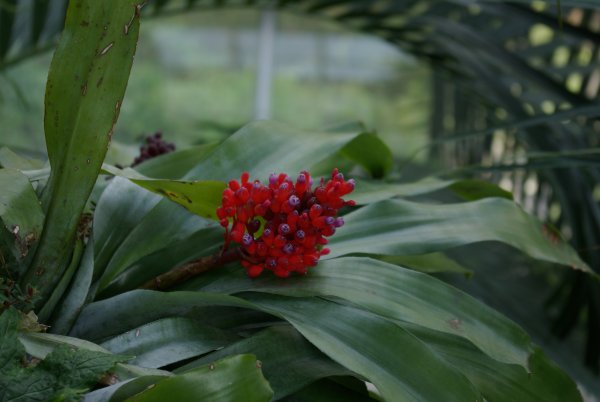 Aechmea fulgens – Wikipedia tiếng Việt