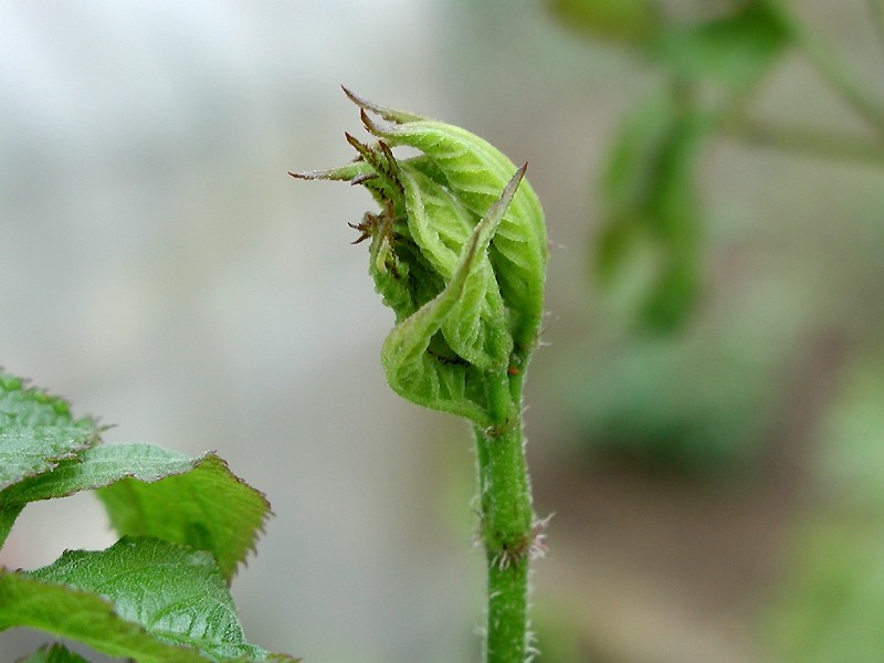 File:Aralia cordata.jpg