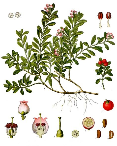 Arctostaphylos uva-ursi - Köhler–s Medizinal-Pflanzen-013.jpg