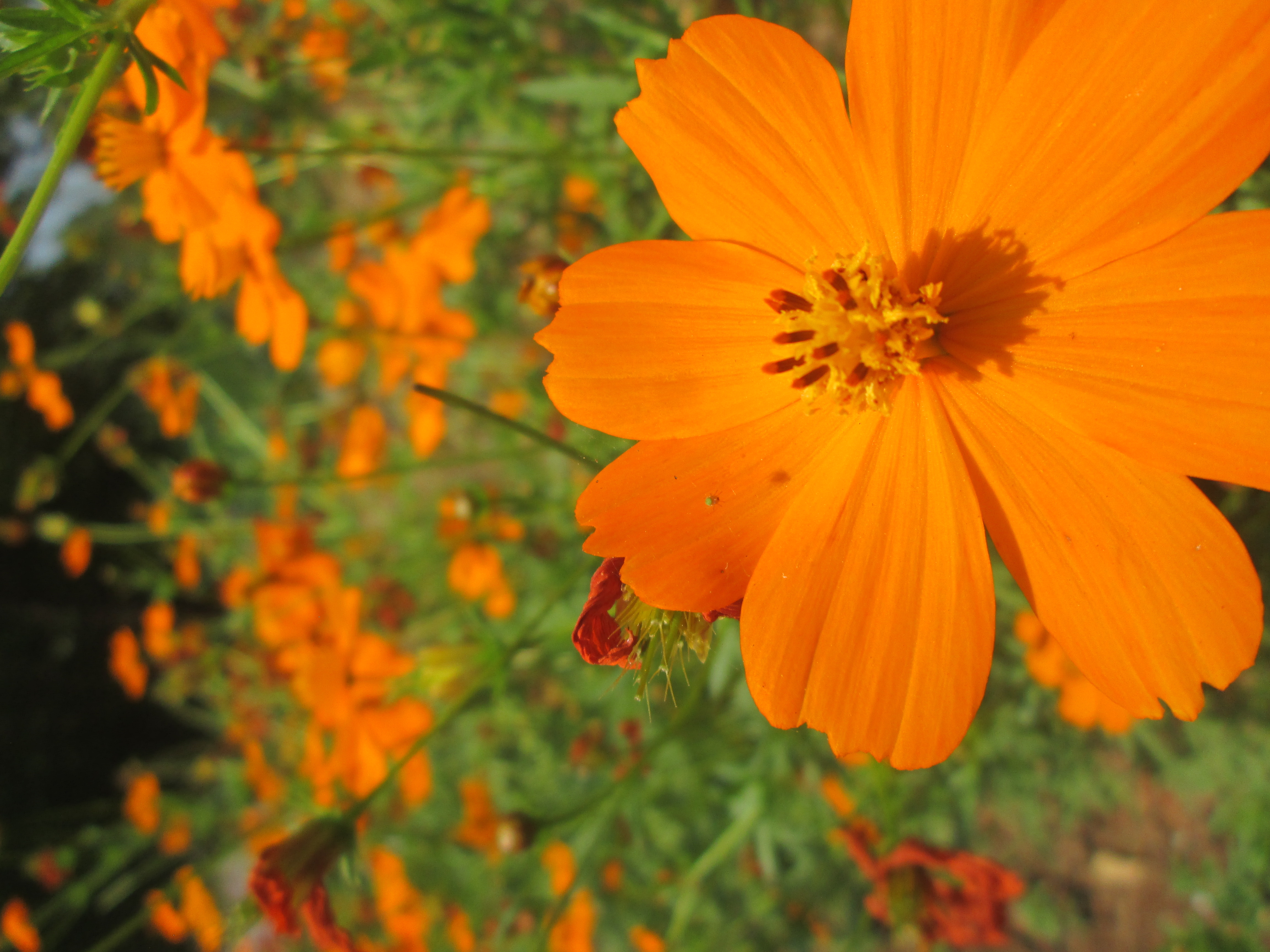 35 Trend Terbaru Gambar Flora Perkebunan Yang Mudah 