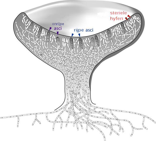 File:Ascocarp2 Dutch text.png