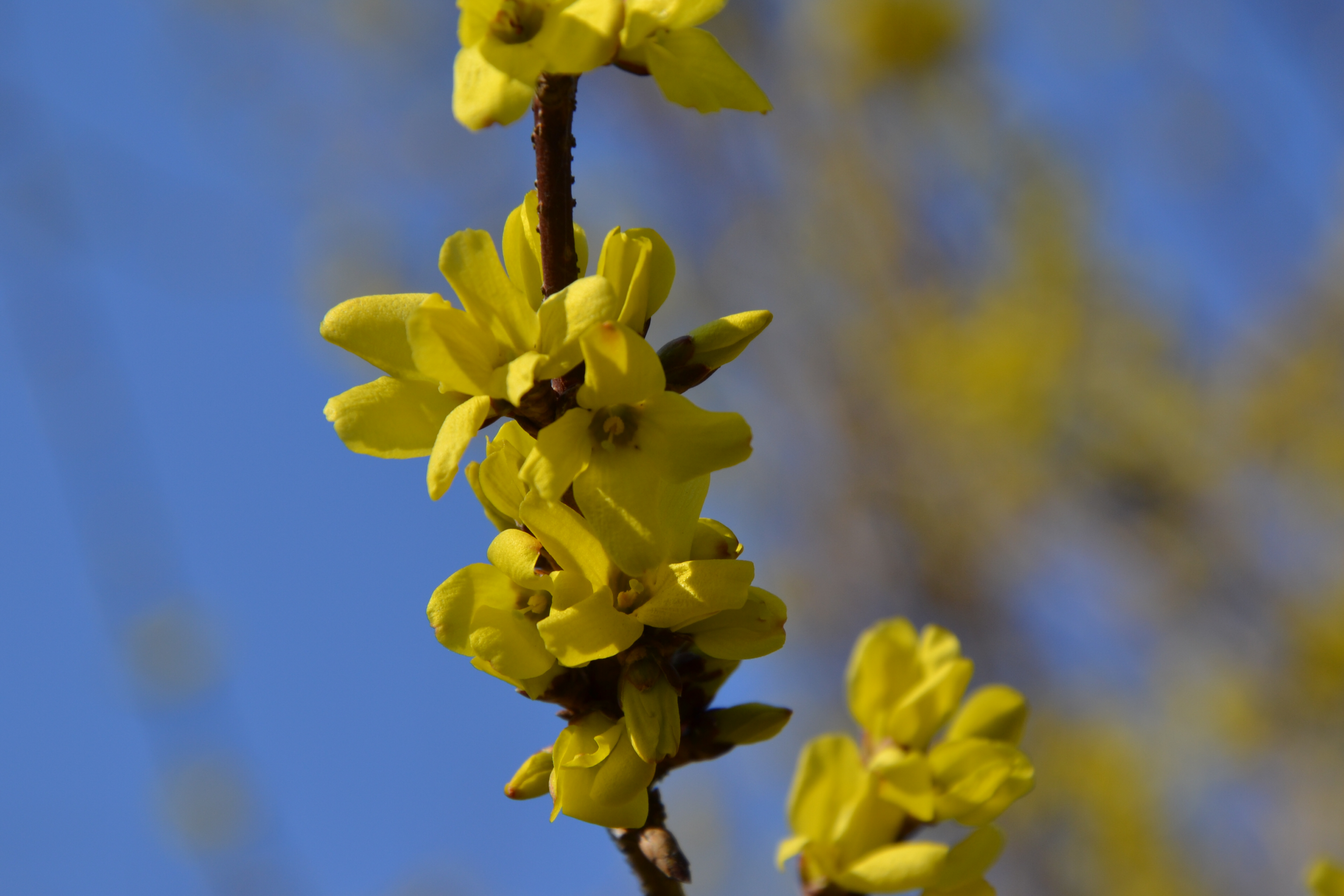 Forsythia suspensa