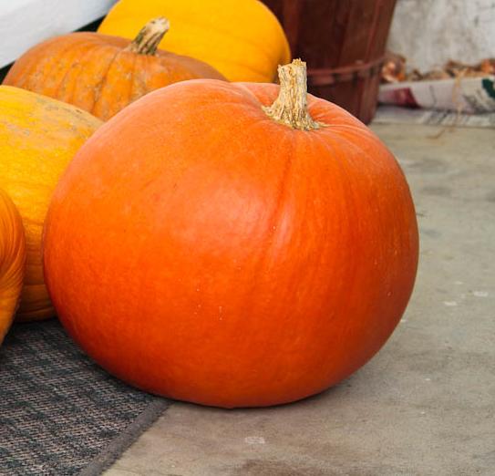 File:Big Max Pumpkins o.jpg