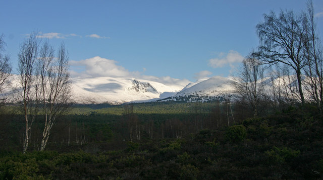 File:Birches, Juniper and Heather at Whitewell - geograph.org.uk - 767737.jpg