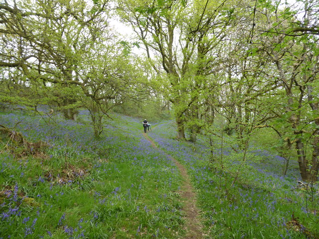 File:Bluebell woods on Helmeth Hill, near Church Stretton in April - geograph.org.uk - 6135463.jpg